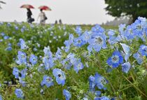 那須でネモフィラ満開