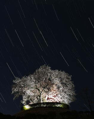 ライトアップされている「つがの里桜」（57枚の写真を比較明合成）