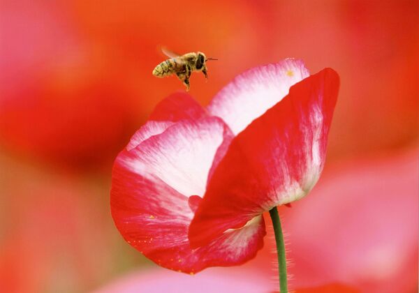 「誘われて」和泉一雄（那珂川）