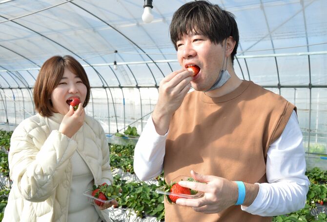甘い大粒はイチゴ狩りでも大人気