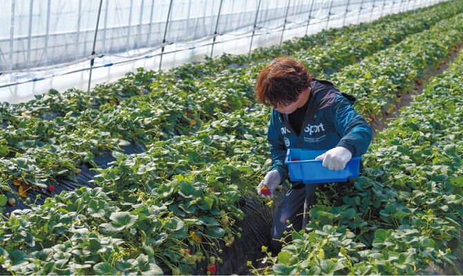色づきを見極めながらの収穫作業