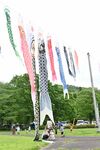 佐野市の公園にこいのぼり330匹　９日まで掲揚、優雅に泳ぐ