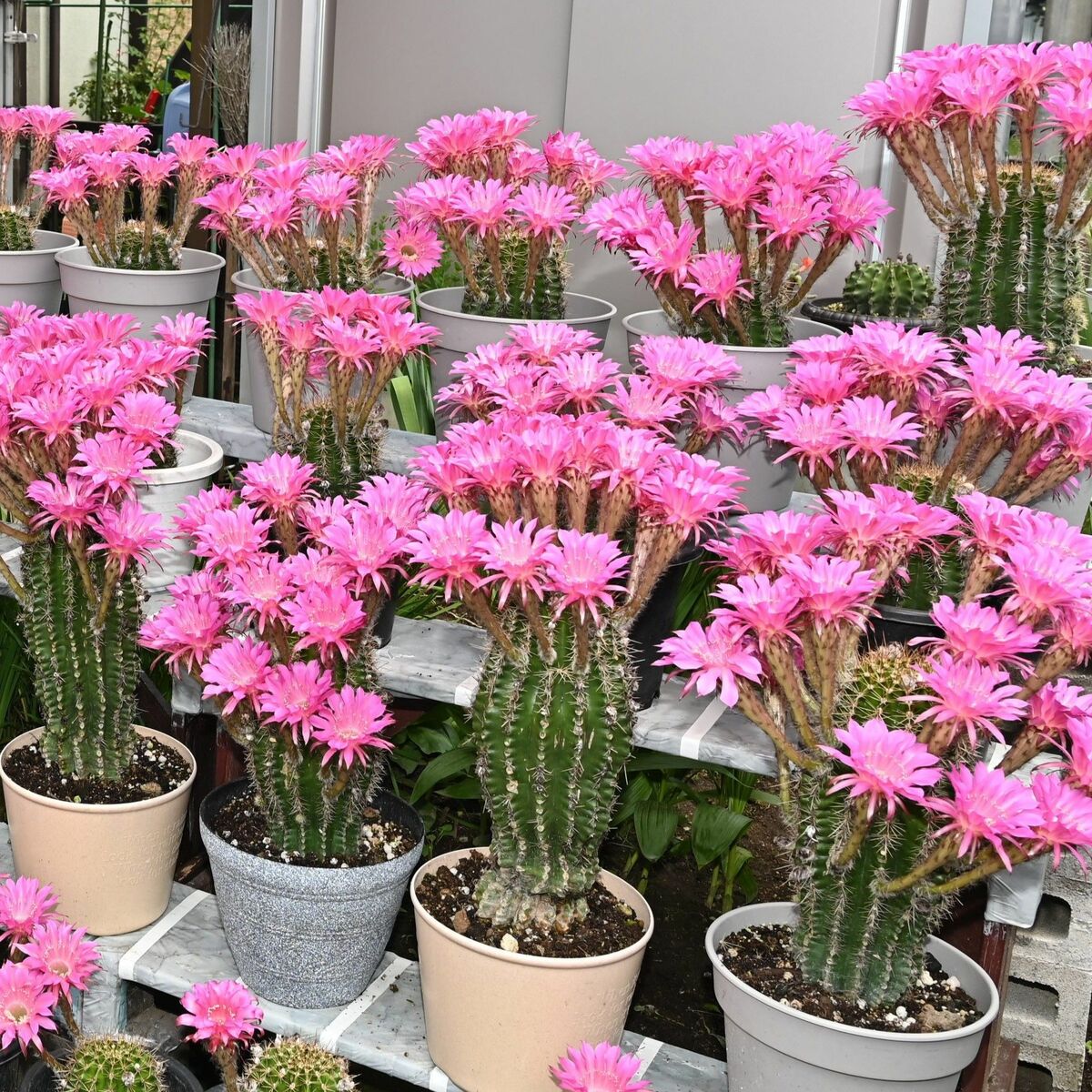 庭いっぱいに増やしたい」 サボテンの花が満開 鹿沼の小堀さん方｜地域