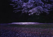 年間賞は君島哲郎さん金賞