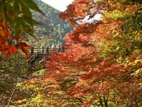 鹿沼・大芦渓谷で紅葉見頃　山あいの清流、色鮮やかに