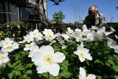 そよ風に揺れる白い花 さくらでイチリンソウ見頃
