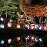「びっくりするくらいきれい」　和傘と紅葉、幻想的にライトアップ　小山・…