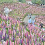 ３万本のルピナスが最盛期　鹿沼・花木センター　今年はＡＲ企画も