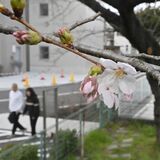 宇都宮で桜開花　平年より１日遅く　県内６地点で25度超える夏日