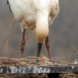 「ひかる」と「レイ」に ひな３羽 誕生　小山・遊水地のコウノトリ　「温かく見守って」