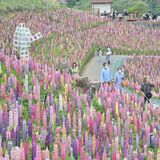 ３万本のルピナスが最盛期　鹿沼・花木センター　今年はＡＲ企画も