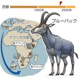 「青い毛皮」がほしい