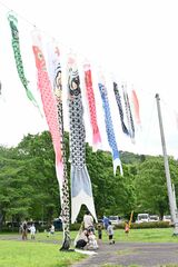 佐野市の公園にこいのぼり330匹　９日まで掲揚、優雅に泳ぐ