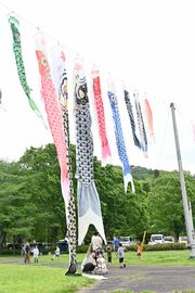 佐野市の公園にこいのぼり330匹　９日まで掲揚、優雅に泳ぐ