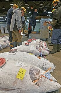 宇都宮・中央卸売市場で初競り