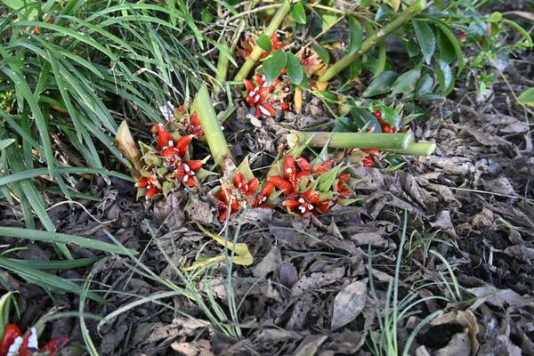 伊藤さん方になったミョウガの赤い実