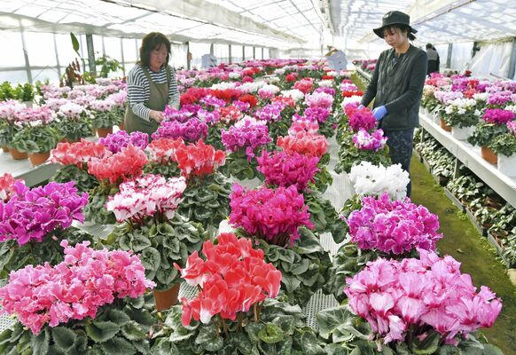 出荷される色とりどりのシクラメン