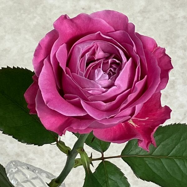 img_c6709f0c2a88d1100353ad7216