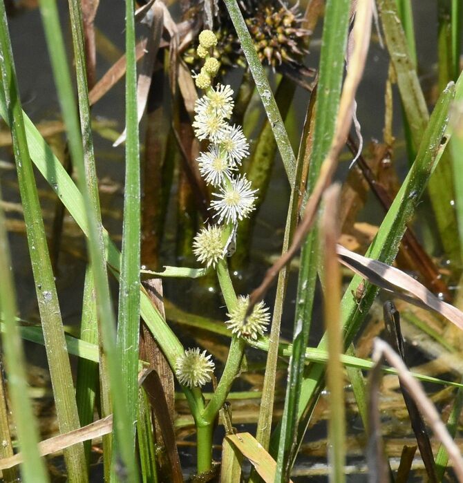 アマゾントチカガミが繁茂した水路の近くに生育する希少な水草「ナガエミクリ」の花=11日午前、宇都宮市