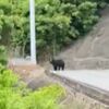宇都宮・富士見が丘１丁目でクマ目撃