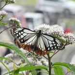 「旅するチョウ」アサギマダラ、今年も日光に　キスゲ平園地で確認　「鬼滅…