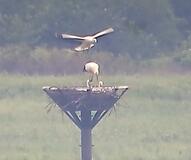 コウノトリ1羽巣立つ