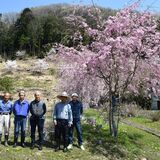 日光・佐下部地区をシダレザクラの名所に　地元住民が10年で300本植樹、待望の見頃迎える
