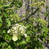 春風に揺れる「瓊花」　鑑真大和上ゆかりのめずらしい花が開花　下野