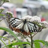 「旅するチョウ」アサギマダラ、今年も日光に　キスゲ平園地で確認　「鬼滅の刃」キャラのモチーフ？