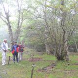 矢板・八方ケ原のツツジ 開花「早まっている」　市が20年超調査　「温暖化が一因」と専門家指摘