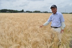 ＜95＞出荷量全国屈指の二条大麦　夏の扉開く黄金色　「麦踏み」重ね収量確保