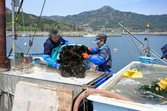 火災で制限のワカメ漁に活気戻る