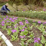 赤、白、ピンクに鮮やか　茂木「洋和園」でサクラソウ見頃　鉢植え無償配布も