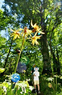 奥日光でマルバダケブキ見頃