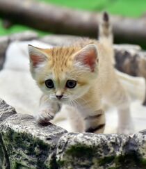 赤ちゃんスナネコを一般公開　那須どうぶつ王国