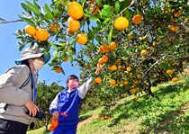 那須烏山でミカン収穫期