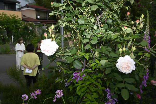 アトリエ野バラで咲くバラ。奥にＢＡＮガーデンが見える