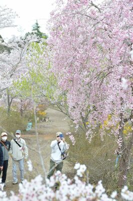 春の花々が見事なコントラストを見せる花の山の園内