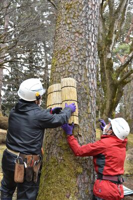 こもを外す造園業者の作業員
