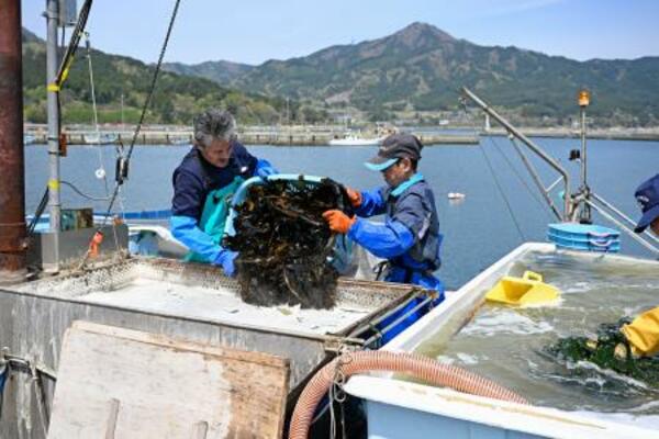 　大規模な山林火災による避難指示の大半が解除された岩手県大槌町で、収穫したワカメを加工する人たち＝３０日午前