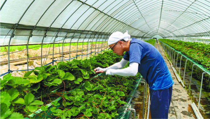 つるのように伸びた茎を切り離し定植する