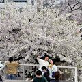 栃木県内桜便り2026　新川桜並木（宇都宮）　沿道で祭り、屋台が軒連ねる