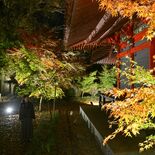 益子・円通寺で紅葉ライトアップ　色づくモミジやイチョウ500本　インス…