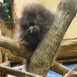 初めまして、「カナダヤマアラシ」です　北米生息、那須どうぶつ王国で公開