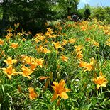 緑の園内にオレンジの彩り　茂木・花の山でニッコウキスゲ見頃　青色のガク…