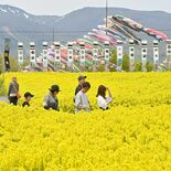 こいのぼりと菜の花の競演　春風に泳ぐ500匹　栃木県那須町【動画】