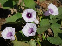 【夕刊】「サツマイモの花」が満開に