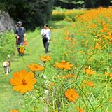 美術館のそばにステキな風景　宇都宮でキバナコスモス見頃
