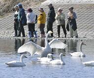 ハクチョウ飛来地を清掃