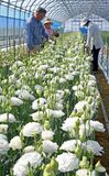トルコギキョウ収穫始まる 那須塩原
